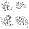 Konidie současné vřeckovýtrusné  houby druhu Ctenosporium pectinatum (a) se velmi podobají sporám nalezeným v eocenních a oligocenních sedimentech a pojmenovaným Ctenosporites (b).  Podle: R. Kirschner a M. Piepenbring (2006), P. H. Smith (1978), W. C. Elsik  a J. Jansonius (1974). Orig. O. Koukol