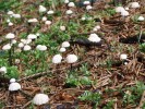 Plodnice špičky Wettsteinovy (Marasmius wettsteinii, pečárkotvaré – Agaricales) charakteristické tenkými a rýhovanými klobouky. Foto O. Koukol