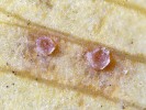 Světlé kupky na listech jinanu dvoulaločného (Ginkgo biloba) – ložiska  konidií stopkovýtrusné houby Bartheletia paradoxa. Foto O. Koukol