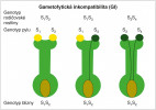 Schéma ukazuje základní  rozdíl mezi gametofytickou (GI, tento obrázek) a sporofytickou pylovou inkompatibilitou (SI, následující obrázek). Zatímco u GI nese pyl pouze jednu alelu, která musí být jiná než alely blizny, SI je přísnější. V SI pyl nese  produkty obou alel rodičovské rostliny, a obě se tak musejí lišit od alel blizny. Upraveno podle: C. Manzanares (2013). Kreslila R. Bošková 