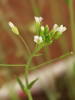 Květy huseníčku rolního (Arabidopsis thaliana) jsou velmi malé a nenápadné, protože jde o samosprašný druh. Nemusí tak vynakládat prostředky pro tvorbu velkých, nápadných květů potřebných pro přilákání opylovače. Foto P. Šesták