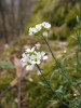 Řeřišničník skalní (Arabidopsis  lyrata) je naopak cizosprašný a vytváří poměrně velké a nápadné květy,  které lákají opylovače.  Foto F. Kolář, převzato z A. Balážová a kol. (Academia, Praha 2016)