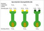 Schéma ukazuje základní  rozdíl mezi gametofytickou (GI, předchozí obrázek) a sporofytickou pylovou inkompatibilitou (SI, tento obrázek). Zatímco u GI nese pyl pouze jednu alelu, která musí být jiná než alely blizny, SI je přísnější. V SI pyl nese  produkty obou alel rodičovské rostliny, a obě se tak musejí lišit od alel blizny. Upraveno podle: C. Manzanares (2013). Kreslila R. Bošková 