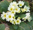 Různočnělečnost u prvosenky bezlodyžné (Primula vulgaris). Některé rostlinné druhy tvoří květy s různě  dlouhými tyčinkami a pestíky. To slouží jako jeden z mechanismů bránících samo­sprášení. Foto J. Fíla, převzato z A. Balážová a kol. (Rozmnožování z pohledu evoluce, Academia, Praha 2016)