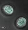 Pylová zrna brukve řepky (Brassica napus) pod  fluorescenčním mikroskopem. Buněčná stěna pylového zrna při pozorování pod ultrafialovým zářením fluoreskuje díky obsaženým fenolickým látkám.  Barvy upraveny počítačovým softwarem. Foto P. Šesták
