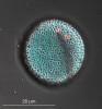 Pylová zrna huseníčku  rolního (Arabidopsis thaliana) pod  fluorescenčním mikroskopem. Buněčná stěna pylového zrna při pozorování  pod ultrafialovým zářením fluoreskuje díky obsaženým fenolickým látkám.  Jádra spermatických buněk (červeně) u huseníčku byla obarvena fluoreskujícím barvivem 4′,6-diamidin-2-fenylindolem (DAPI). Barvy upraveny počítačovým softwarem. Foto P. Šesták