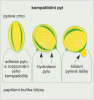 Schéma dějů po dopadu kompatibilního pylu na papilární buňku.  Podrobně popsáno v textu. Upraveno podle: D. Safavian a kol. (2015). Kreslila R. Bošková 