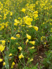 Květenství brukve řepky (Brassica napus), která patří mezi významné hospodářské plodiny a výzkum pylové inkompatibility může pomoci s jejím šlechtěním. Foto P. Šesták