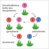 Přechod od hermafroditních rostlin ke dvoudomosti. V průběhu evoluce vznikla dvoudomost dvěma možnými způsoby, přes gynodioecii (populace zahrnuje hermafroditické a samičí  jedince) a přes jednodomé rostliny.  Upraveno podle: S. C. H. Barrett (2002). Kreslila R. Bošková 
