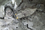 Krasec ohňový (Melanophila acuminata) je asi nejznámějším druhem naší fauny vázaným na spáleniště. Tito brouci s oblibou naletují na ještě horké spálené dřevo. Délka těla průměrně 9,0 mm. Doksy, září 1979. Foto L. Blažej