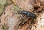 Horský tesařík Euracmaeops septentrionis se mnohdy vyvíjí ve stojících smrcích poškozených ohněm nebo bleskem. Vysoká Lípa u Jetřichovic. Foto P. Krásenský