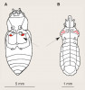 Infračervené (IČ) receptory krasců rodu Melanophila (A) a podkornic rodu Aradus (B). A, B – umístění receptorů na těle (červená plocha vyznačená šipkou). Orig. D. Klocke a kol. (2011), upraveno