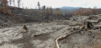 Rozsáhlé lesní spáleniště na vrchu Kobylka u Hřenska bezprostředně po požáru v srpnu 2022, Labské pískovce. Foto L. Blažej