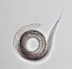 Třetí larvální stadium (L3) měchovce (Necator sp.) se vyvíjí po opuštění  vajíčka v prostředí a je plně infekční.  Obsahuje ho komerční přípravek NA. Velikost 150–200 μm. Foto B. Pafčo