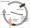 Životní cyklus tasemnice krysí (Hymenolepis diminuta) v laboratorních podmínkách, kde se jako mezihostitel využívá potemník moučný (Tenebrio molitor) a jako definitivní hostitel potkan (Rattus norvegicus). Podle: L. Řežábková a kol. (2019) upravila R. Bošková