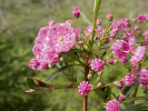 Mamota úzkolistá (Kalmia angustifolia) má asi centimetrové květy a dorůstá zhruba metrové výšky. Přirozeně se vyskytuje na chudých kyselých půdách, např. v okraji rašelinišť, často bývá pěstovaná jako okrasný keř. Foto T. Kučera