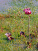 Masožravá špirlice nachová (Sarracenia purpurea) roste na otevřených plochách na houpavé rašelině. Do Evropy byla zavlečena a v posledních letech se zde šíří, resp. je i u nás vysazovaná. Foto T. Kučera