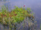 Ostřicomechové houpavé koberce na okrajích jezírek se špirlicí nachovou (Sarracenia purpurea). Foto T. Kučera