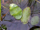 Brasenie Brasenia schreberi, přezdívaná vodní štít, s 10 cm velkými listy rostla v posledním integlaciálu i v Evropě. Foto T. Kučera