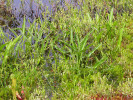 Árónovitá rostlina Peltandra virginica roste na východě severní Ameriky jako poměrně vzácná rostlina s typickými střelovitými listy, která typickým květenstvím palicí s bílým toulcem připomíná náš ďáblík bahenní (Calla palustris). Foto T. Kučera