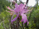 Opadavý pěnišník kanadský (Rhododendron canadense), který se v našich krajích pěstuje, dal jméno botanickému časopisu Rhodora s dlouhou tradicí a náplní podobnou českým Presliím. Foto T. Kučera