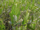 Sterilní větve vřesny obecné (Myrica gale) z čeledi vřesnovitých (Myricaceae) připomínají nízkou sivou vrbu, najdeme ji na podobných stanovištích na okrajích rašelinišť. Větve lze použít jako přírodní repelent. Foto T. Kučera