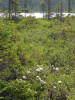 Rašeliniště Heath Pond Bog u města Ossipee (New Hampshire, USA) s jezírkem, úzkou rašeliníko-keříčkovou zónou s lýkovečkem drobnokališným (Chamaedaphne calyculata), obklopené vegetačním typem zvaným muskeg, tedy zarůstající smrkem černým (Picea mariana), břízou topololistou (Betula populifolia) a dalšími dřevinami.  Foto T. Kučera