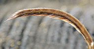 Zřetelný brvitý kýl na spodní straně ocasu rejsce vodního (Neomys fodiens). Foto M. Anděra