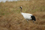 Mladý jedinec jeřába mandžuského (Grus japonensis). Foto P. Suvorov