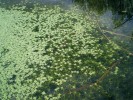 Vodní forma hvězdoše mnohotvarého (C. cophocarpa) s plovoucími listovými růžicemi v tůni v Praze – Modřanech. Foto J. Prančl