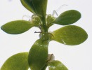 Lodyha hybridního hvězdoše  C. × vigens (C. cophocarpa × platycarpa) se samičími květy tvořenými semeníkem se dvěma čnělkami. Jak je patrné,  čnělky u tohoto křížence často  předčasně odumírají. Foto J. Prančl