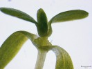 Redukované květy hvězdoše jarního, u kterých se uplatňuje mechanismus vnitřní geitonogamie (prorůstání pylových láček vegetativními pletivy tyčinek a lodyhy; blíže v textu). V levé polovině uzliny samičí květ, v pravé polovině samčí a samičí květ (tyčinka je  přitisknutá semeníkem k lodyze). Foto J. Prančl