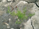 Terestrická forma hvězdoše jarního (Callitriche palustris) ve vyschlé kaluži u obce Prstná na Karvinsku. Foto J. Prančl