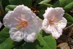 Květy Epigaea gaultherioides. Foto V. Pilous