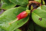 Mladý plod Epigaea gaultherioides se zachovalými červenými kališními lístky. Foto V. Pilous