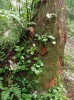 Pozemník Epigaea asiatica dokáže růst i téměř „epifyticky“ na spodní části  kmenů. Na snímku společně s drobnou bylinou Shortia uniflora. Pohoří Hida. Foto V. Pilous