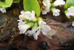 Květy severoamerického Epigaea repens. Foto V. Pilous
