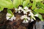 Pozemník  Epigaea repens,  jeden z pouhých tří  zástupců tohoto rodu z čeledi vřesovcovitých (Ericaceae).  Stálezelený poléhavý nízký keřík roste  v lesích a křovinách  na východě  Severní Ameriky.  V kultuře  je nejrozšířenějším  pozemníkem, ačkoli má nejmenší a nejméně dekorativní květy. Foto V. Pilous