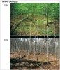 Reálná změna stavu lesa v čase a prostoru – příklad z národní přírodní rezervace Salajka. Z tlejícího kmene jedle bělokoré (Abies alba, 1) opadaly všechny větve, kmen „sedl“ na povrch a tleje po obvodu směrem do středu. Ve skupině slabších buků lesních (Fagus sylvatica, 2) došlo k jejich selekci a dva z přeživších jedinců mají výraznější tloušťkový přírůst. Ti pravděpodobně zvítězí v konkuren­čním boji nad sousedy. Buk dvoják (3)  už má pouze jeden kmen a vlivem pádu silného buku se k němu dostalo více světla a začal tvořit větší korunu. Tlející jedle (4) je již zcela rozložena a její zbytky se staly součástí vrstvy nadložního humusu. Vysoká jedle v pozadí (5) odumřela a stojí jako mohutný pahýl. Pod­úrovňový buk (6) pouze pomalu tloustne a jeho růstovou reakci lze očekávat nyní po otevření korunového zápoje vlivem pádu buku zleva. Dva buky v pravé části snímku (7) se dříve ohýbaly, protože  rostly za světlem. Levý strom v konkurenci vyhrál (pravý odumřel a leží) a nyní se narovnal a zvýšeným tloušťkovým přírůstem se stabilizuje. Boj o život má v pralese různé tempo, ale není z něj úniku. Orig. T. Vrška a kol.