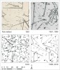 Vývoj vizualizace stromových map  na příkladu Boubínského pralesa:  1851 – výřez z mapy Josefa Johna, plocha Basum V o výměře jednoho dolnorakouského jitra, která se nachází v dnešní  jádrové části národní přírodní rezervace Boubínský prales. Jde o nejstarší stromovou mapu na světě. 1961, 1964 – výřez z mapy výzkumné plochy Jaroslava Řeháka o velikosti 1 ha; 1972 – výřez  ze stromové mapy Eduarda Průši, kterou zhotovil pro celou plochu Boubínského pralesa (46 ha); 1996, 2010 – výřez ze stromových map odboru ekologie lesa Výzkumného ústavu Silva Taroucy pro krajinu a okrasné zahradnictví, které navazují na mapu E. Průši a jsou digitálně datově propojeny (Šebková a kol. 2011).