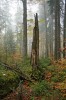 Pahýl tlejícího stromu obklopený zmlazením smrku a jedle. Mladé stromky využívají uvolnění růstového prostoru a zvýšený přísun světla. Přírodní rezervace Milešický prales, CHKO Šumava. Foto M. Pálková