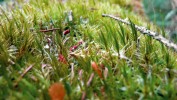 Mikrokosmos tlejícího dřeva – v hustém porostu mechu dvouhrotce chvostnatého (Dicranum scoparium) bojuje o místo lišejník dutohlávka prstovitá (Cladonia digitata). Foto K. Slámová
