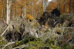 Žofínský prales po orkánu Kyrill v r. 2007. Snímek z r. 2008. Foto P. Šamonil