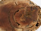 Řez kmenem  borovice lesní  (Pinus sylvestris)  z raného holocénu  objevený pod  vrstvou rašeliny u Nového Strašecí  odhaluje několik  jizev po požáru.  Les z období přibližně 10–8 tisíc let př. n. l.  byl řízen zejména  požáry a narušeními souvisejícími se změnami hladiny spodní vody. Šipky naznačují směry, kterými byly měřeny  letokruhy při dendrochronologické analýze.  Foto P. Daněk