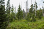 Porost smrku ztepilého (Picea abies) na Březníku v národním parku Šumava, kde v 90. letech 20. stol. probíhala  gradace lýkožrouta smrkového (Ips typographus). V r. 2016 je obnovený. Foto P. Šamonil