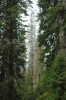 Kůrovcové kolo (několik odumřelých smrků pohromadě po žíru lýkožrouta smrkového) v pralesovitých  porostech hory Pop Ivan na Ukrajině.  Fotografováno v r. 2009. Foto P. Šamonil