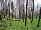 Porost borovice lesní (Pinus sylvestris) a b. vejmutovky (P. strobus) na Havraní skále u Jetřichovic (NP České Švýcarsko) se rok po požáru spontánně obnovuje zejména břízou bělokorou (Betula pendula) a topolem osikou (Populus tremula). Snímek z r. 2007. Foto P. Šamonil