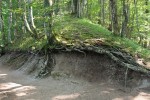 Stojící buk (Fagus sylvatica) stabilizuje svými kořeny svah před půdní erozí. Plitvická jezera, Chorvatsko. Foto P. Šamonil