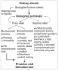 Konceptuální model působení kořenů na formování a odnos (denudaci) půd. Přerušované linky představují biologické procesy v širším smyslu slova.  Podle: L. Pawlik a kol. (2016), upraveno