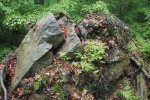 Vývrat stromu s kameny vytrženými z podloží. NPR Praděd. Foto P. Šamonil